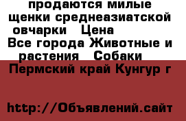 продаются милые щенки среднеазиатской овчарки › Цена ­ 30 000 - Все города Животные и растения » Собаки   . Пермский край,Кунгур г.